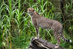 ChesterZoo13_1133