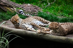 ChesterZoo13_1163