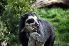 ChesterZoo13_1331