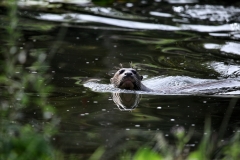 ChesterZoo13_1448