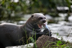 ChesterZoo13_1562