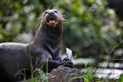 ChesterZoo13_1648