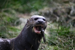 ChesterZoo13_1713