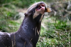 ChesterZoo13_1719