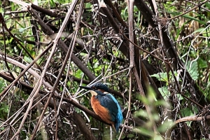 2010-08-18_-_WWT_Martin_Mere_8