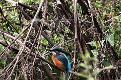 MartinMere8_0046