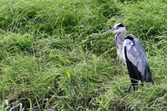 MartinMere8_0791