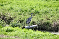 MartinMere8_0812