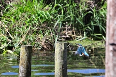 MartinMere8_1089