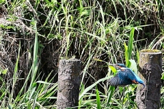 MartinMere8_1131