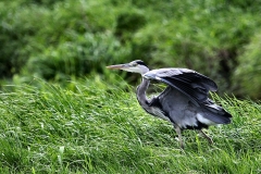 MartinMere9_0287