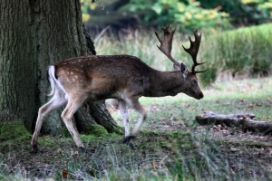 2010-10-10_-_Lyme_Park_Deer_Rut_Walk