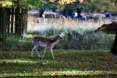 DunhamMassey_0018