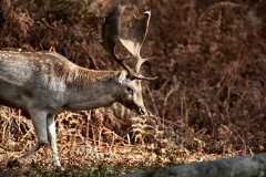 DunhamMassey_0095