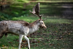 DunhamMassey_0110
