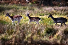 DunhamMassey_0138