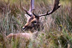 DunhamMassey_0191