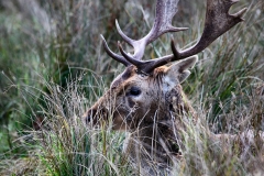 DunhamMassey_0278