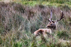 DunhamMassey_0286