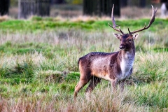 DunhamMassey_0317