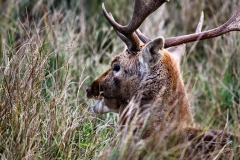 DunhamMassey_0344