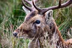 DunhamMassey_0431
