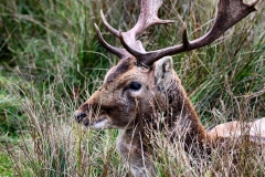 DunhamMassey_0452