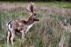 DunhamMassey_0518