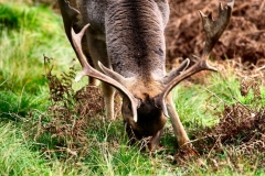 DunhamMassey_0566