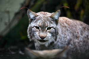 2010-11-20_-_Cat_Survival_Trust_4