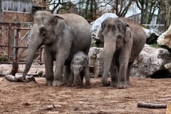 ChesterZoo14_0023