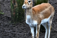 ChesterZoo14_0035