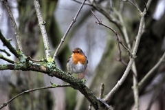 ChesterZoo14_0167