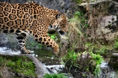 ChesterZoo14_0207