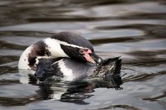 ChesterZoo14_0275