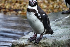 ChesterZoo14_0290