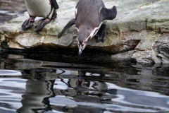 ChesterZoo14_0298