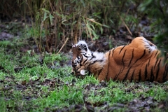 ChesterZoo14_0348
