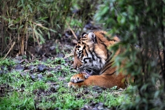 ChesterZoo14_0410