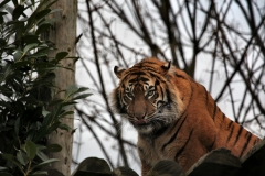 ChesterZoo14_0426