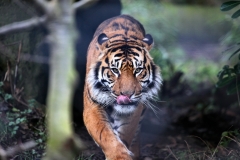 ChesterZoo14_0460