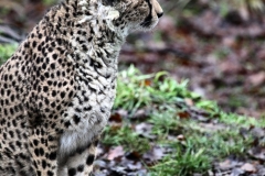 ChesterZoo14_0564