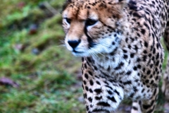 ChesterZoo14_0734