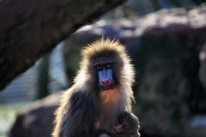 2011-01-29_-_South_Lakes_Wild_Animal_Park_2