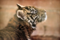 SLWP2_0499