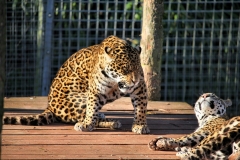 SLWP2_0644