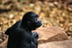 ChesterZoo15_0060