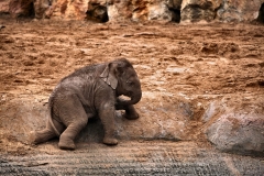 ChesterZoo15_0306