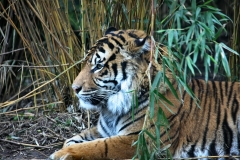 ChesterZoo15_0354