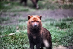 ChesterZoo15_0524